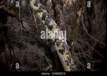 Ivy vert grimpant sur le tronc d'arbre blanc Banque D'Images