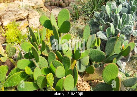 Cactus de poire pickly différentes espèces épaissir en climat aride Banque D'Images