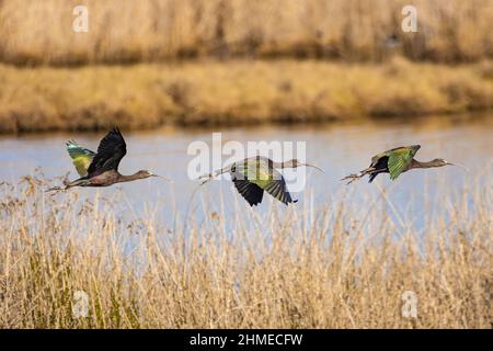 Ibis brillant (Plegadis falcinellus) à la volée Banque D'Images