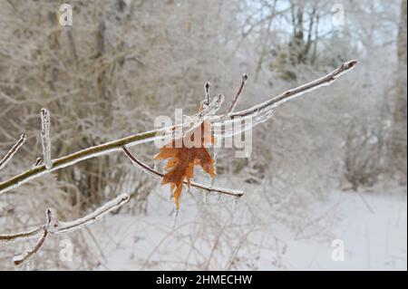 Feuille de chêne recouverte de glace sur une branche d'arbre après une pluie gelée Banque D'Images