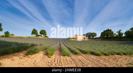 Grand champ de rangs de lavande en France, Valensole, Côte Dazur-Alpes-Provence, fleurs violettes, tiges vertes, lits confortables avec base de parfum, panorama Banque D'Images