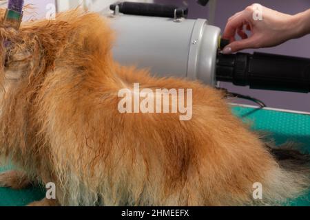 Femme professionnelle séchant le chien pomeranien de spitz humide, dans le salon de toilettage. Pour une vue magnifique des poils d'animaux. Banque D'Images