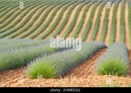Grand champ de rangs de lavande en France, Valensole, Côte Dazur-Alpes-Provence, fleurs violettes, tiges vertes, lits confortables avec base de parfum, panorama Banque D'Images