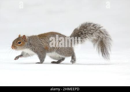 Écureuil gris de l'est Sciurus carolinensis à la recherche de nourriture sur une journée enneigée en hiver Banque D'Images