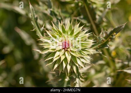 Fleur de chardon au lait violet sur fond vert Banque D'Images