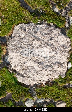 Vue rapprochée de la bouée de vache sèche au milieu de la mousse verte Banque D'Images