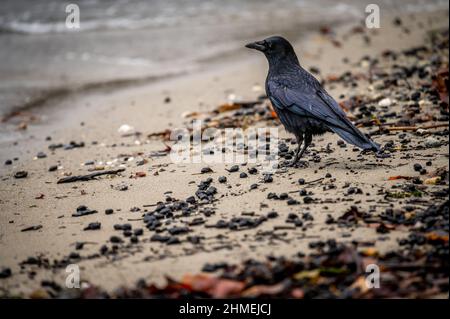 Crow sur la plage. Promenade sur le sable. Corvus corone. Lausanne, Suisse. Banque D'Images