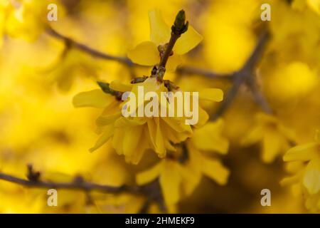 Branche forsythia jaune vif en fleurs sur fond brousse flou Banque D'Images