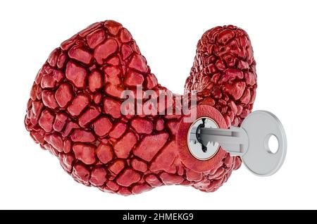 Thyroïde humaine avec clé. Concept de recherche et de diagnostic. 3D rendu isolé sur fond blanc Banque D'Images