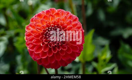Dahlia rouge sur fond vert - prise de vue macro Banque D'Images