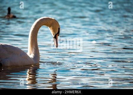 Magnifique cygne blanc soulevant sa tête et son cou de l'eau claire comme du cristal Banque D'Images