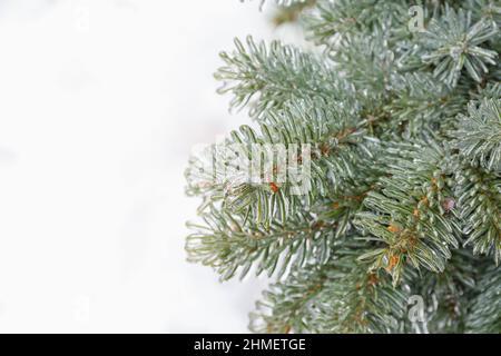 Branches d'épinette bleue recouvertes de glace le jour d'hiver enneigé Banque D'Images