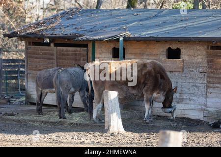 Une vache et deux ânes se nourrissant dans une ferme. Banque D'Images