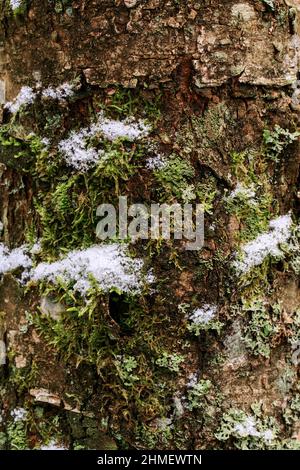 Gros plan de la texture de l'écorce de l'arbre avec peu de neige.Motif d'arrière-plan naturel de l'écorce d'arbre.Surface rugueuse du tronc.Mousse verte et lichen sur bois naturel. Banque D'Images