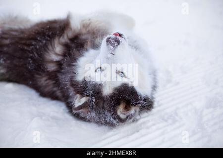 Le chien Malamute d'Alaska aux yeux bleus se trouve dans le dos de la neige en hiver, montrant la langue, portrait en gros plan Banque D'Images