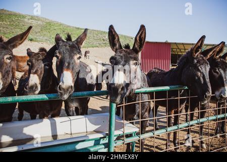 Ânes bruns dans une cage en bois, animaux domestiques.Chypre Banque D'Images