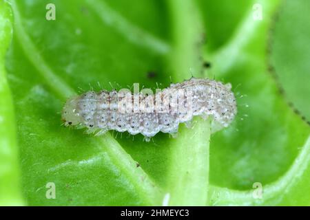 Une image en gros plan d'une jeune chenille de Moth de chou, Mamestra brassicae consommant une feuille de betterave à sucre. Banque D'Images