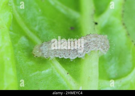 Une image en gros plan d'une jeune chenille de Moth de chou, Mamestra brassicae consommant une feuille de betterave à sucre. Banque D'Images