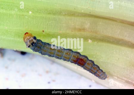 La chenille de la betterave Scrobipalpa ocellatella est une espèce de papillon de la famille des Géléchiidae. C'est un ravageur important de la betterave à sucre et d'autres cultures. Banque D'Images