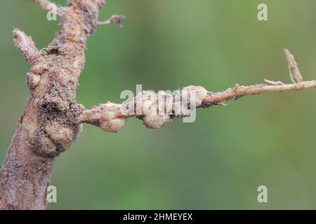 Nodules de racines lupin. Les bactéries fixatrices d'azote atmosphérique vivent à l'intérieur. Banque D'Images