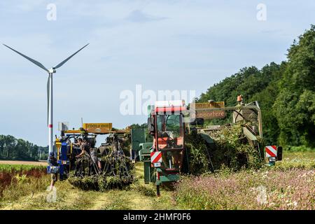 Gravatage du lin afin de préserver la longueur totale des fibres | Arrachage du lin cinq semaines apère la floraison dans de preserver l'entie Banque D'Images