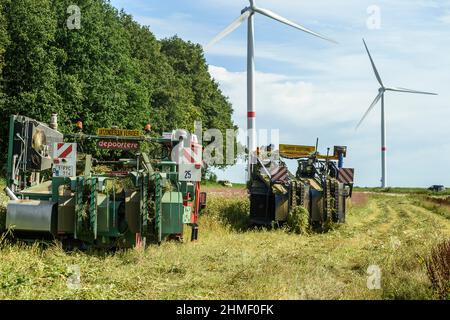 Gravatage du lin afin de préserver la longueur totale des fibres | Arrachage du lin cinq semaines apère la floraison dans de preserver l'entie Banque D'Images