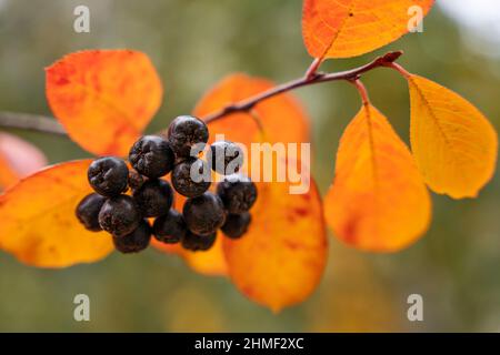 Chokeberry en automne. Octobre, baies Aronia. Baies noires et feuilles jaune-rouge sur une branche en automne. Banque D'Images
