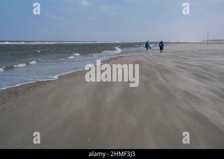 Marcheurs sur une longue plage de sable solitaire, des dérives de sable, parc national de la mer des Wadden en Basse-Saxe, île de Juist, Mer du Nord, Frise orientale, Basse-Saxe, Allemagne Banque D'Images