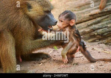 Babouin de Guinée (Papio papio), mère avec son jeune, captive, Allemagne Banque D'Images