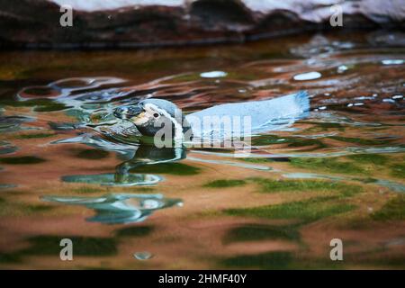 Pingouin Humboldt (Spheniscus humboldti) nageant dans l'eau, captif, Allemagne Banque D'Images