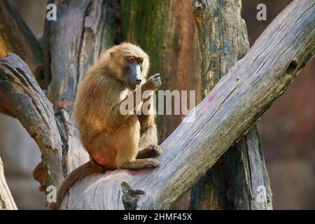 Babouin de Guinée (Papio papio), assis sur un tronc d'arbre, captif, Allemagne Banque D'Images