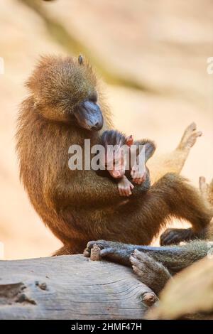 Babouin de Guinée (Papio papio), mère avec son jeune, captive, Allemagne Banque D'Images