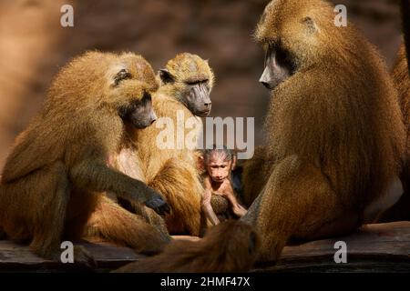 Babouins de Guinée (Papio papio), mère avec son jeune, captive, Allemagne Banque D'Images