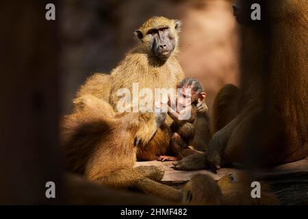 Babouin de Guinée (Papio papio), mère avec son jeune, captive, Allemagne Banque D'Images