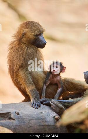 Babouin de Guinée (Papio papio), mère avec son jeune, captive, Allemagne Banque D'Images