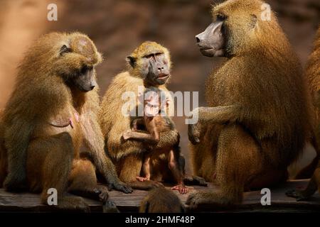 Babouins de Guinée (Papio papio), mère avec son jeune, captive, Allemagne Banque D'Images