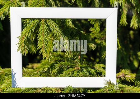 Un cadre blanc vide sur un fond de branches d'épinette verte avec un endroit à copier. Vœux de Noël, concept minimaliste Banque D'Images