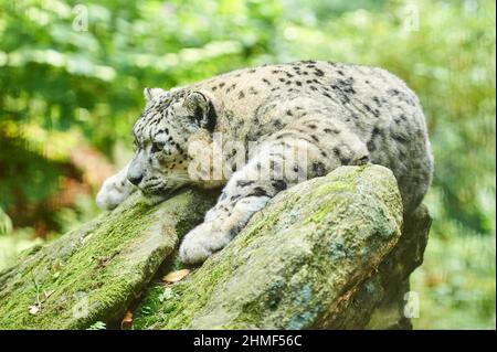 Léopard des neiges (Panthera uncia) couché sur un rocher, captif, Bavière, Allemagne Banque D'Images