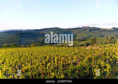 Vignobles, paysage à Val d'Orcia, Vallée d'Orcia, près de Montepulciano, Toscane, Italie Banque D'Images