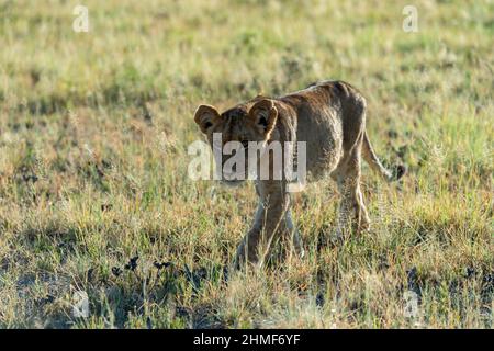 Lion (Panthera leo) Jeune lion marchant dans l'herbe, Parc national de Nxai, Botswana Banque D'Images