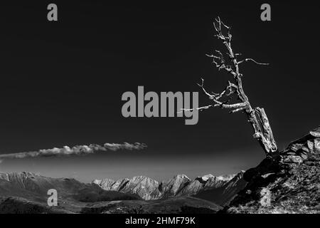 Vieux arbre sur un bord rocailleux avec paysage de montagne en arrière-plan, Sellrain, Innsbruck, Tyrol, Autriche Banque D'Images