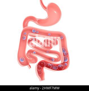 Illustration anatomique 3D du système digestif. Estomac, gros et petit intestin avec des gaz. Illustration de l'intérieur ouvert. Aérophagie. Banque D'Images