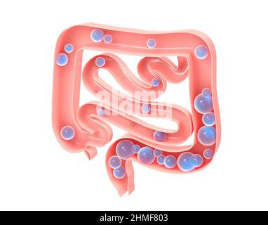 Illustration anatomique 3D du gros intestin et du petit intestin avec du gaz. Montrant l'intérieur ouvert et l'évolution de la formation de flatulences. Aérophagie. Banque D'Images