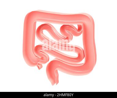 Illustration anatomique 3D du gros intestin et du petit intestin. Affichage de l'intérieur ouvert, image rognée sur fond blanc. Banque D'Images