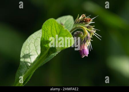 Une tête de fleur de Comfrey russe (Symphytum x uplandicum) montrant le Calyx, la Corolla pourpre et une spirale de styles Banque D'Images