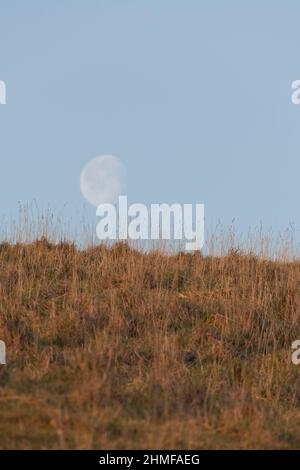 Une lune presque complète (en déclin, 90%) basse sur l'horizon dans un ciel sans nuages juste après le lever du soleil, vu au-dessus d'un Grassy Hillside Banque D'Images