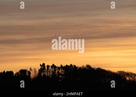 Une petite Flock d'Oies à pieds roses (Anser Brachyrhynchus) volant en ligne au-dessus des arbres en hiver et silhoueté contre un ciel jaune vif Banque D'Images