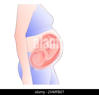 Ligne et 3D illustration de la femme enceinte. Montrant l'intérieur de l'utérus et l'enfant à naître mis en évidence. Gestation avancée. Banque D'Images