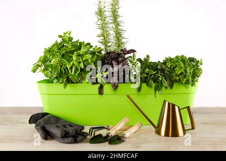 Herbes méditerranéennes épicées plantées dans un contenant pour le gant de jardin à la maison, arrosoir, outils de jardinage. Jardinage à la maison. Placer pour le texte. Menthe, basilic, thym Banque D'Images