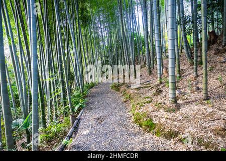 Un chemin à travers une forêt de bambou en début de matinée au temple Kodaiji à Kyoto au Japon. Banque D'Images